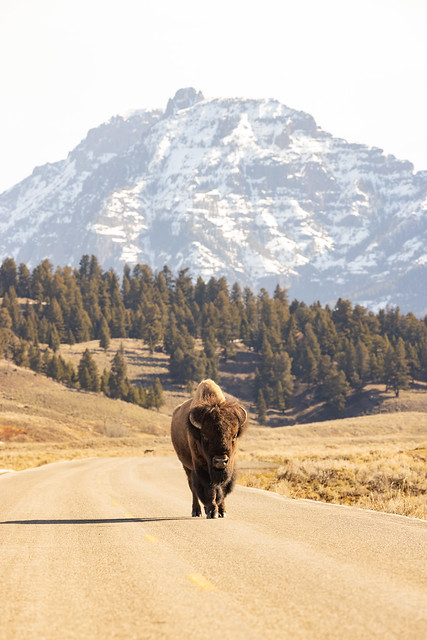 Lone bull bison stands in the road in Lamar Valley (portrait)