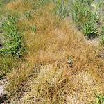 2023.07.15_11.34.49 Sedge (Carex sp), Sedge family (Cyperaceae).
Round Valley Preserve, Summit County, Utah.
