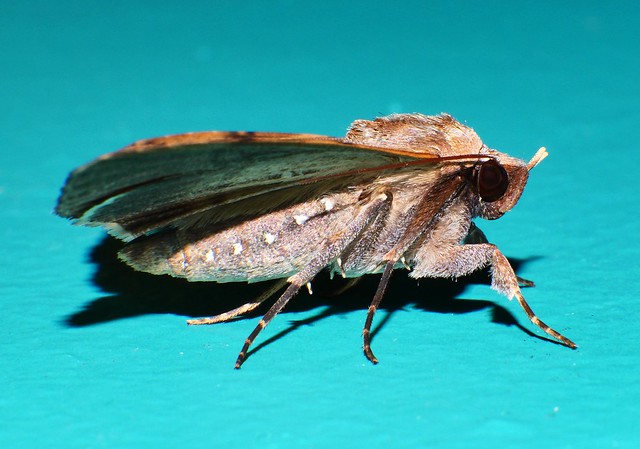 Light tan colour form Whitsunday Sooty Mask moth Avatha sp aff discolor Erebinae Erebidae Noctuoidea Mandalay rainforest Airlie Beach P1033474