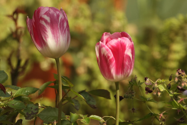 Tulips in springtime