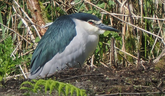 Black-crowned Night Heron (Nycticorax nycticorax) at Pre d'Enfer