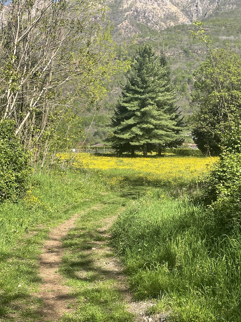 sentiero verso un campo di fiori gialli 🌼🌼🌼