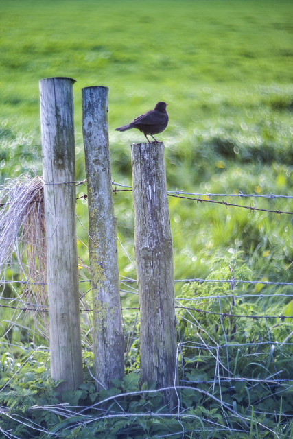 Blackbird on a stick