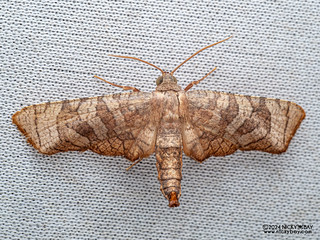 Window-winged moth (Mellea taeniata) - P3113968