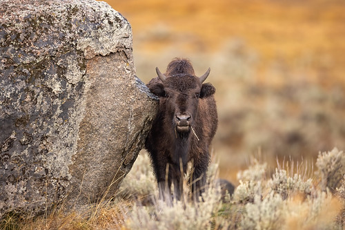 American Bison | by Gf220warbler