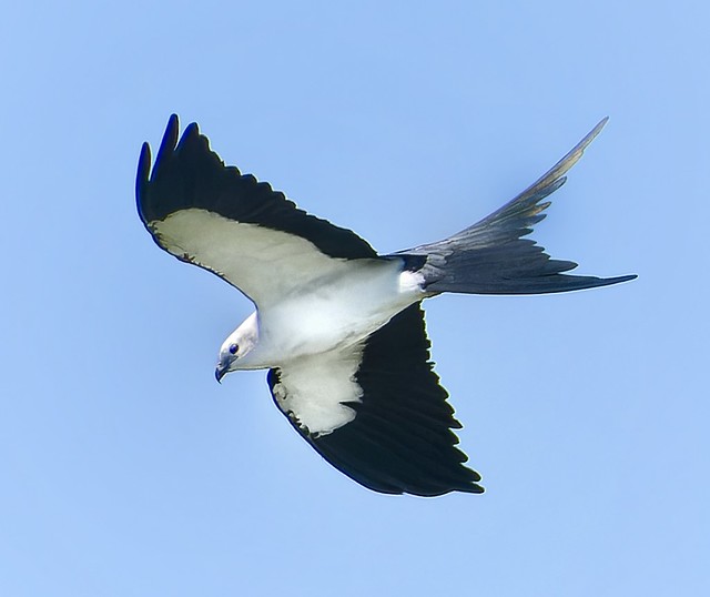 Scissor Tailed Kite