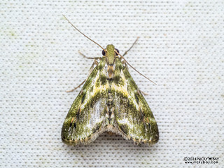 Snout moth (Epipaschiinae) - P3102725