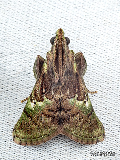 Snout moth (Coenodomus sp.) - P3091983