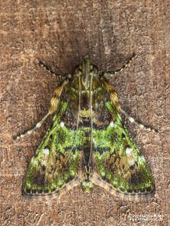 Snout moth (Epipaschiinae) - P3102627