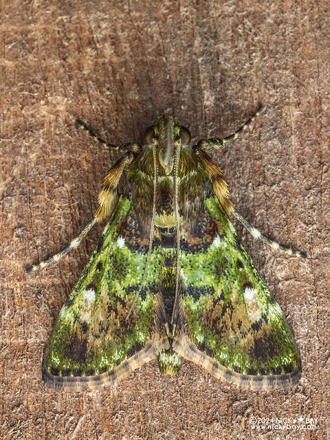Snout moth (Epipaschiinae) - P3102627