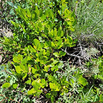 2023.07.15_14.09.19 Snowbrush ceanothus (Ceanothus velutinus var. velutinus), Buckthorn family (Rhamnaceae).
Round Valley Preserve, Summit County, Utah.
