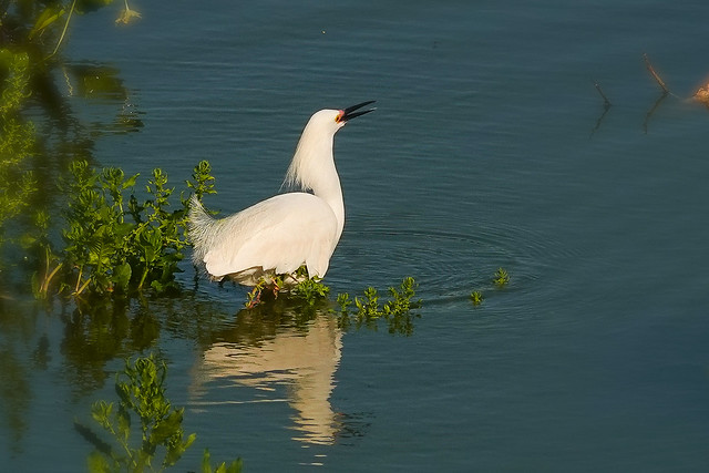 Snowy Egret, Texas