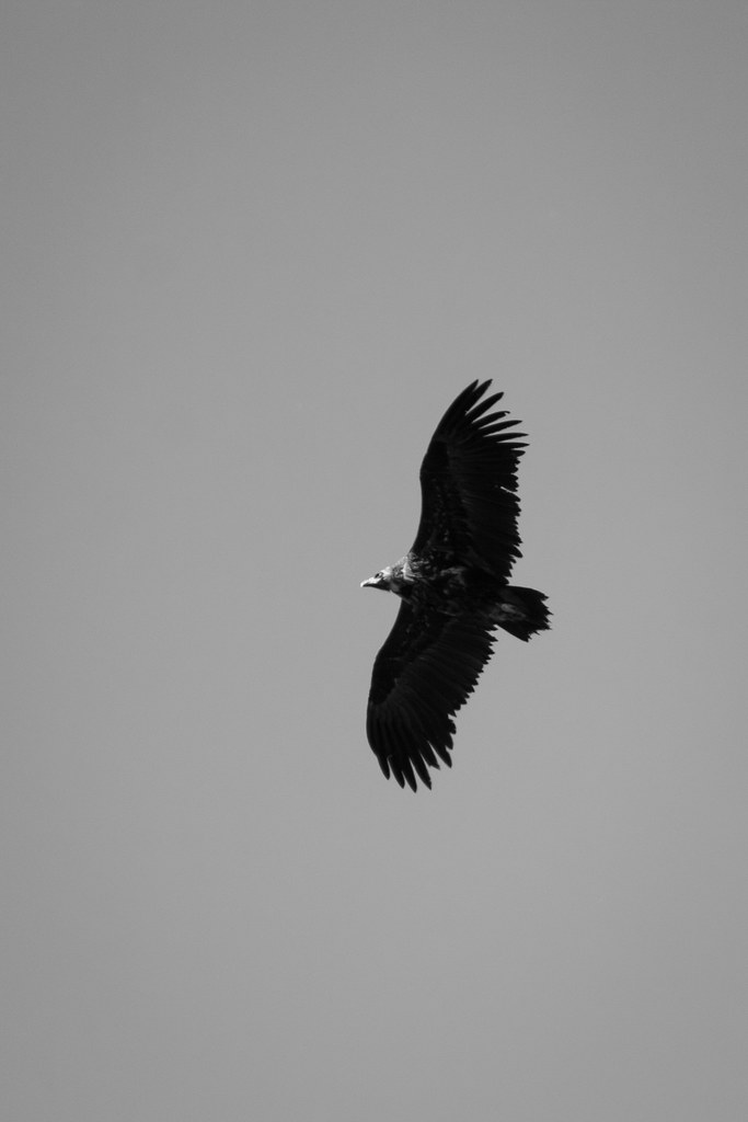 Vautour moine - Aegypius monachus - Cinereous Vulture