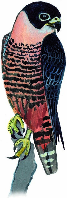 Bat Falcon (Falco rufigularis)