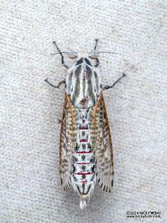 Leopard moth (Orientozeuzera rhabdota) - P3114539