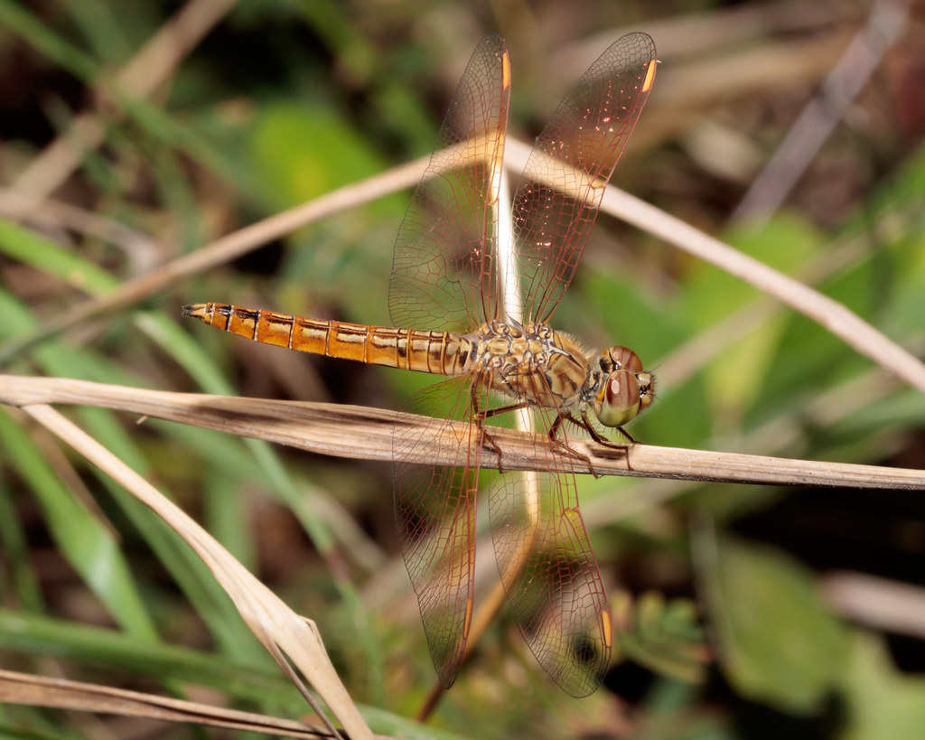 A young male Common Amberwing dragonfly