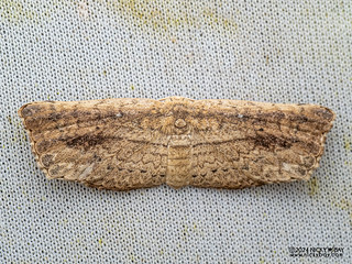 Rectangle hooktip moth (Gogana sp.) - P3103573