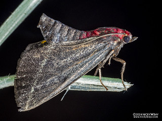 Snout moth (Toccolosida rubriceps) - P3137644