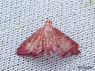 Snout moth (cf. Rostripalpus sp.) - P3114447
