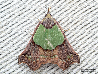Snout moth (Macna hampsonii) - P3103564