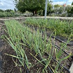 Garlic Gardens at CIA at Copia, Napa, Calfornia