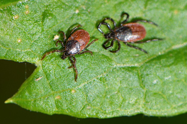 Western Black-legged Ticks on a leaf of Mugwort