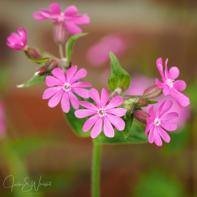 Red campion - #24/100