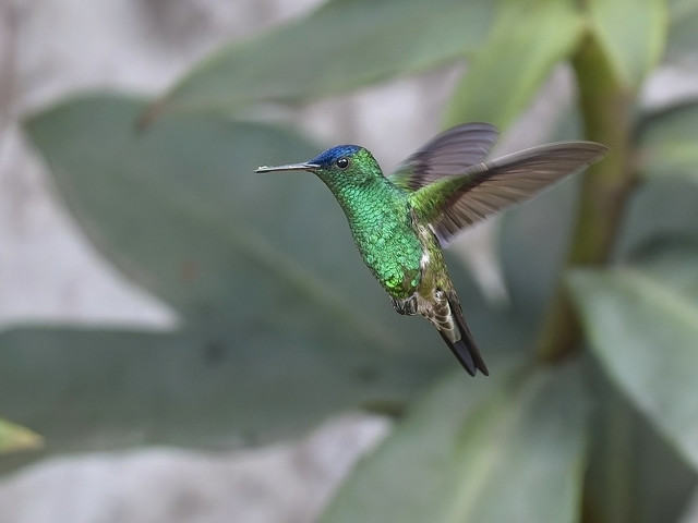 Indigo-capped Hummingbird (Saucerottia cyanifrons)