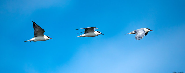 Whiskered Tern (Chlidonias hybrida) Flight Sequence