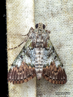 Snouth moth (Teliphasa sp.) - P3114012