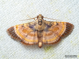 Snout moth (Lista sp.) - P3103806