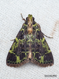 Snout moth (Epipaschiinae) - P3092228