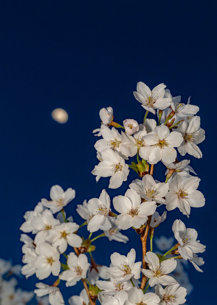 Cherry blossoms by moonlight