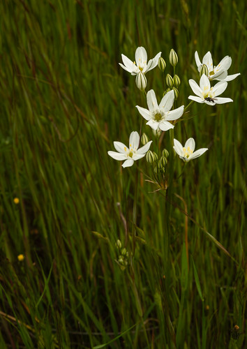 Triteleia hyacinthina Jepson Prairie Preserve, Solano County, California