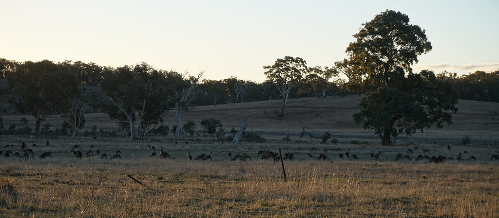 Roos in a Canberra paddock