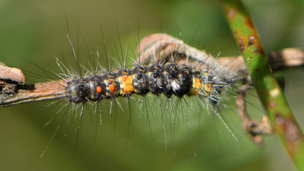 Small caterpillar of a Western Tussock Moth