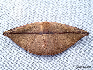 Hooktip moth (Oreta sp.) - P3115212