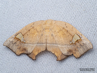 Hooktip moth (Gogana bornormalis) - P3092056