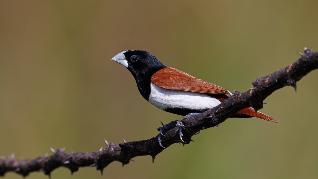 A Tricolored Munia / Finch next to Paddyfields