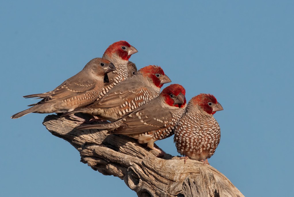 Red Headed Finch Group