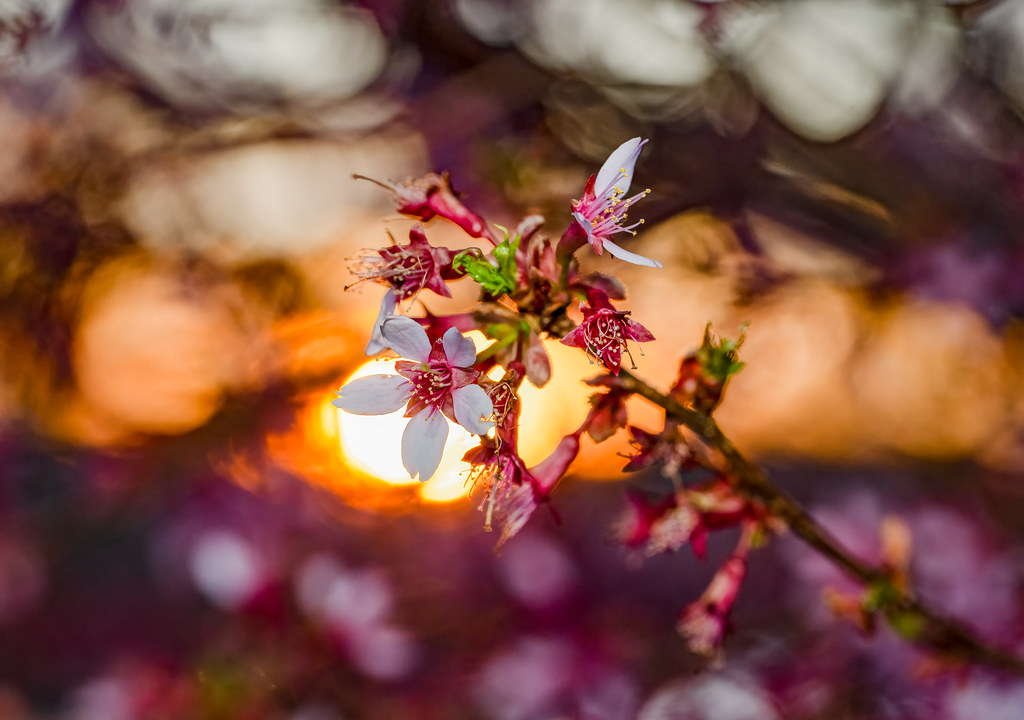 Sun sets on tree blossoms