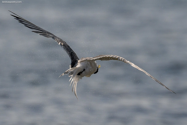 Greater Crested Tern: With a Swish and a Swosh