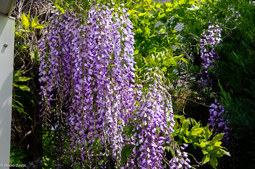 IMGP0793
