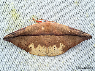 Hooktip moth (Oreta bicolor) - P3103900