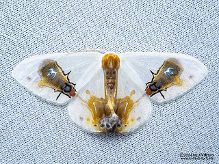 Fly-mimic moth (Macrocilix maia) - P3103001