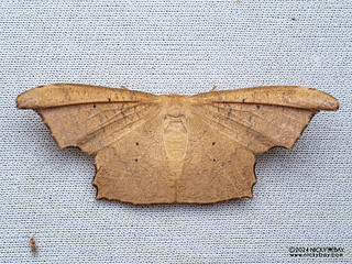Hooktip moth (Strepsigonia robusta) - P3092174