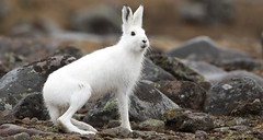 The Mountain Hare