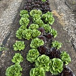 Lettuce Gardens at CIA at Copia, Napa, Calfornia