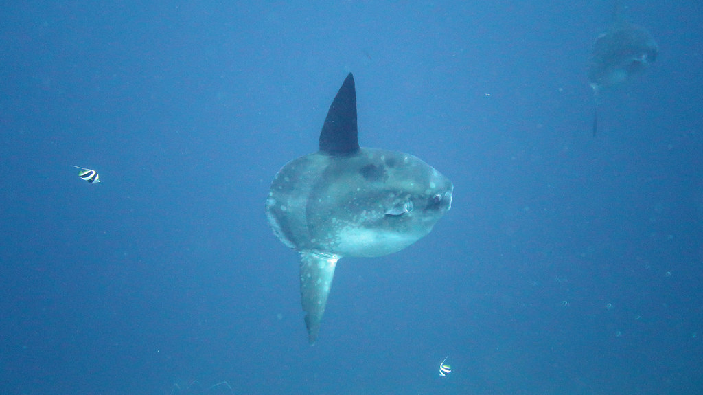 Mola Mola 8