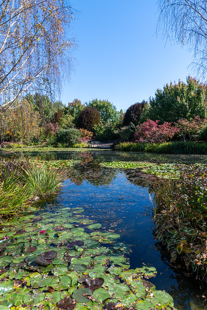 Autumn flora and Lily Pond at Mayfield Garden